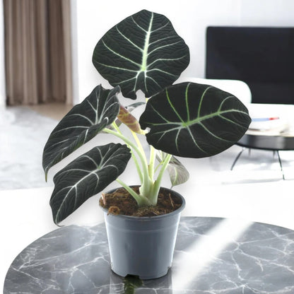 Alocasia 'Black velvet'