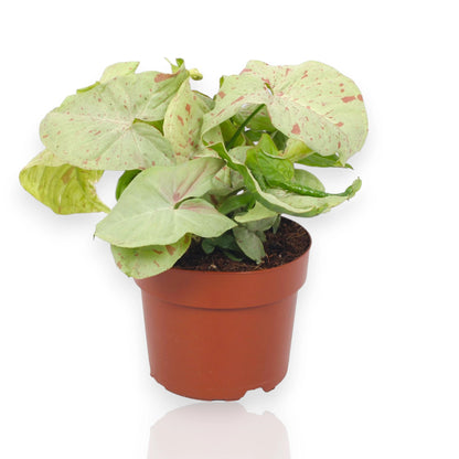 Syngonium Milk Confetti con foglie variegate bianche e verdi in vaso da interno