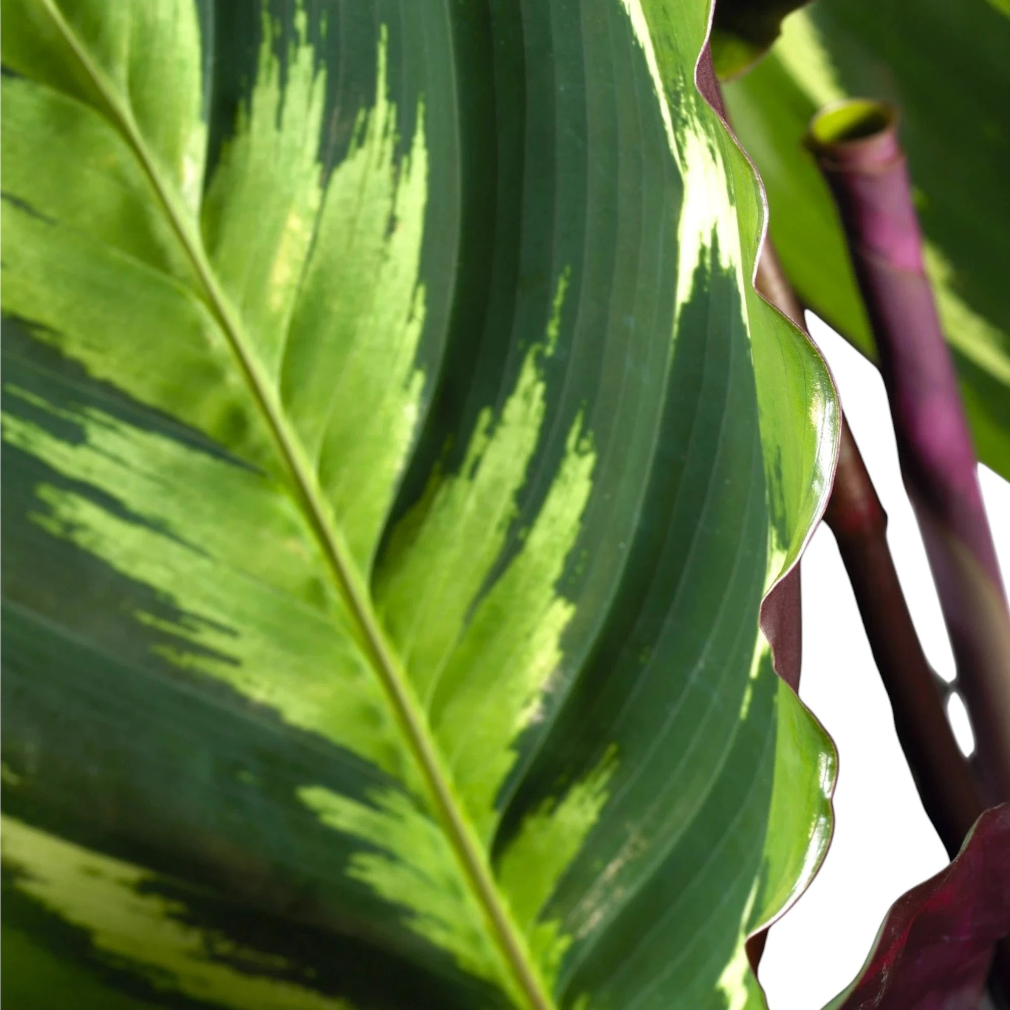 Calathea 'Medallion'