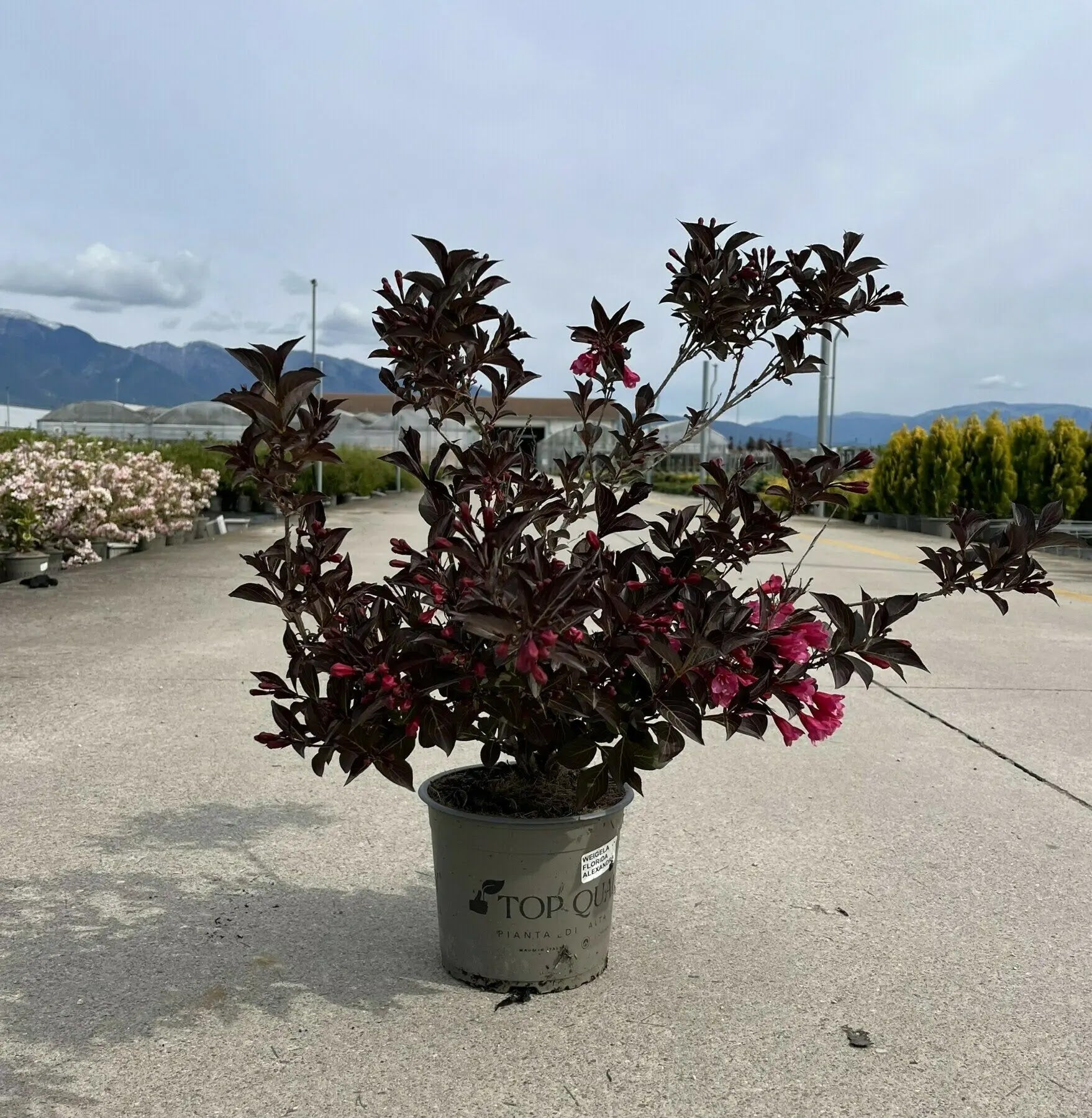Dettaglio fiori rosa tubulari e foglie bronzate di Weigela florida Alexandra