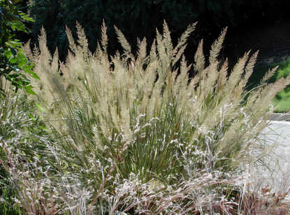 Calamagrostis brachytricha in giardino con spighe piumose rosa-bronzate che si alzano dal fogliame verde