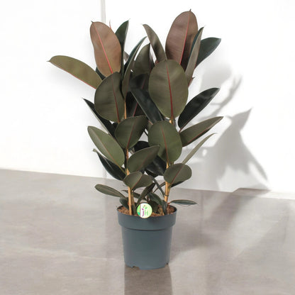 Ficus elastica 'Abidjan'