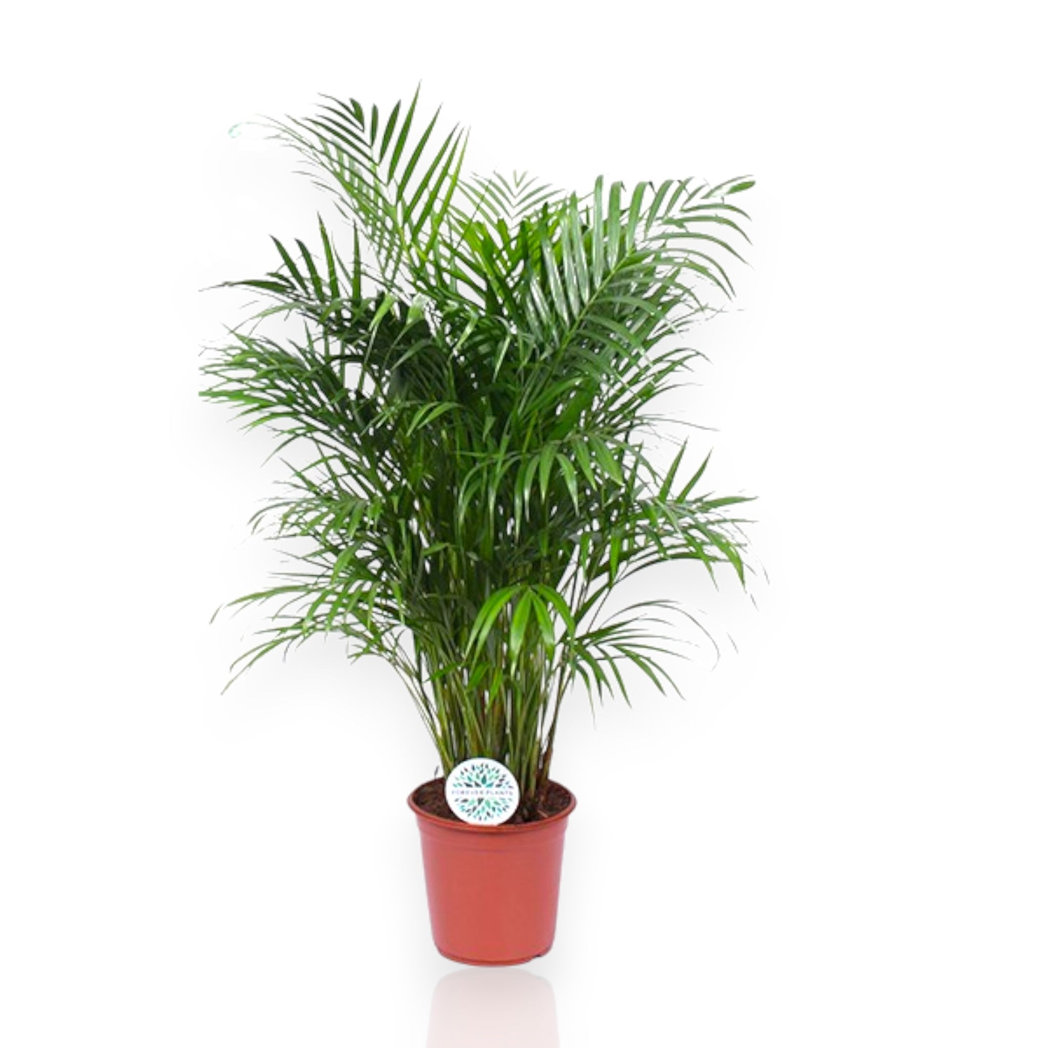Areca - Dypsis lutescens