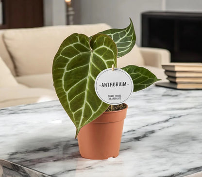 Anthurium 'Crystallinum'
