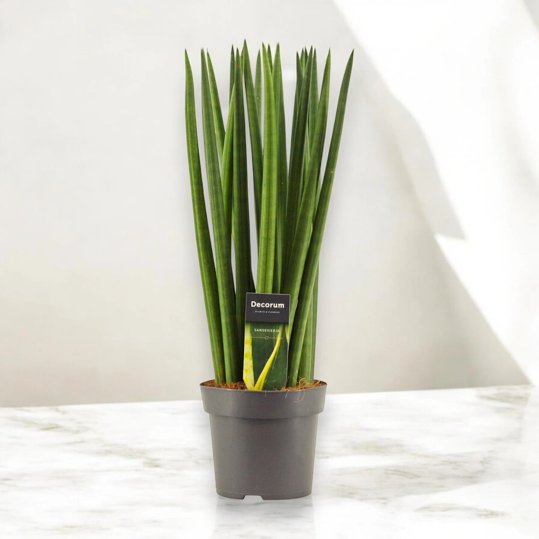 Sansevieria cylindrica 'Spaghetti'