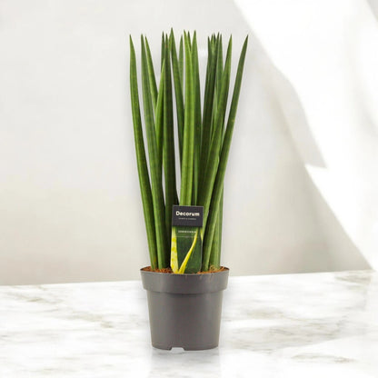 Sansevieria cylindrica 'Spaghetti'