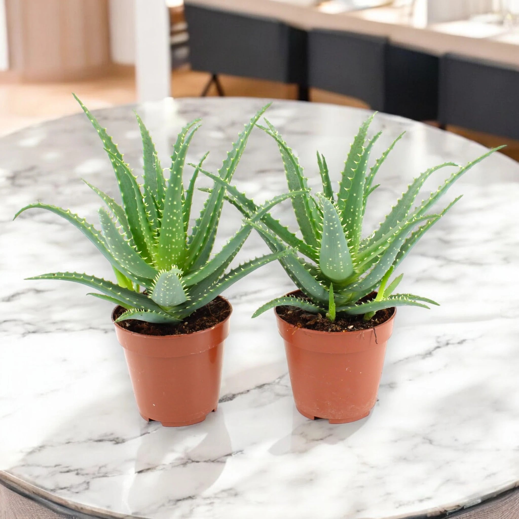 Dettaglio foglie carnose Aloe arborescens con margini dentellati caratteristici
