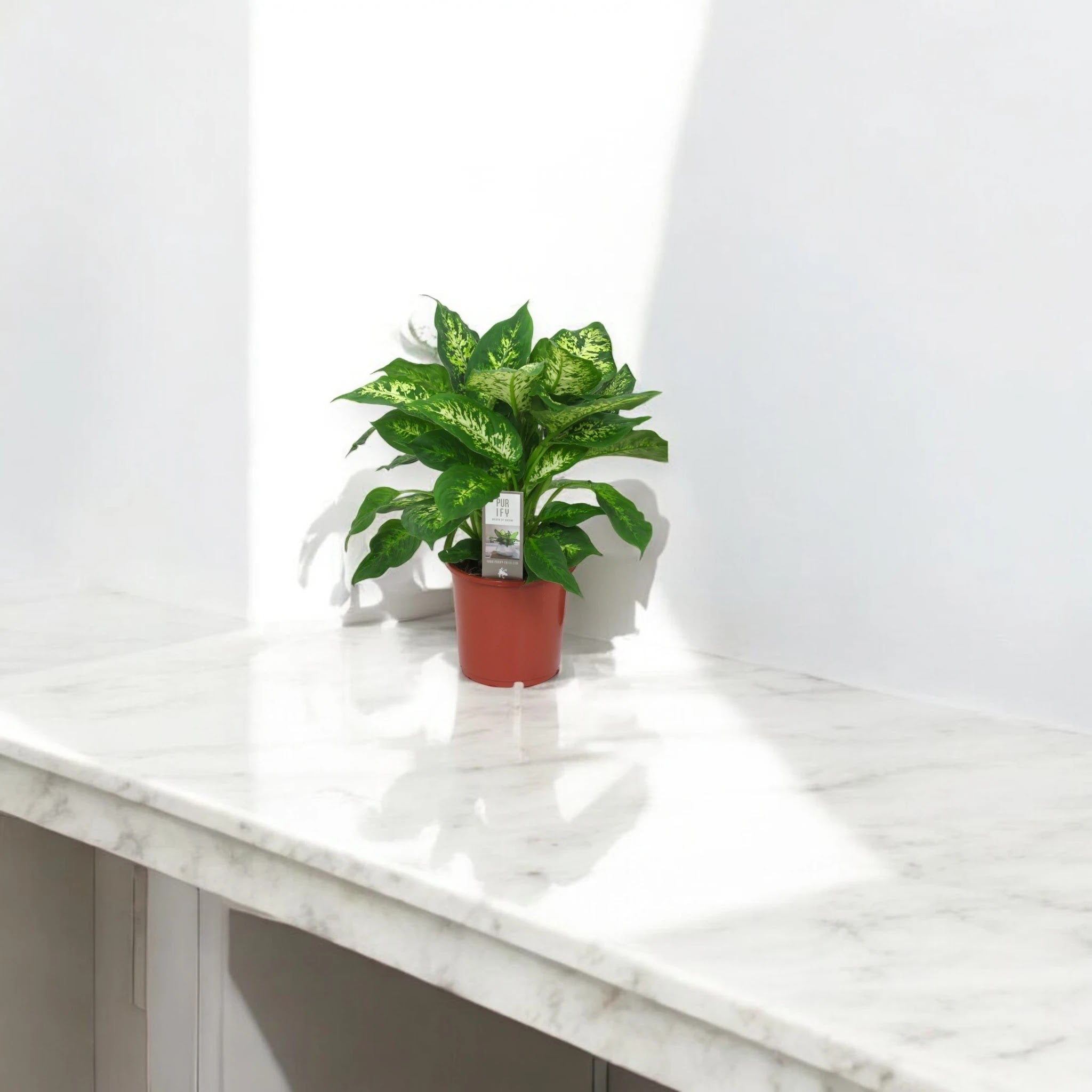 Dieffenbachia 'Compacta'