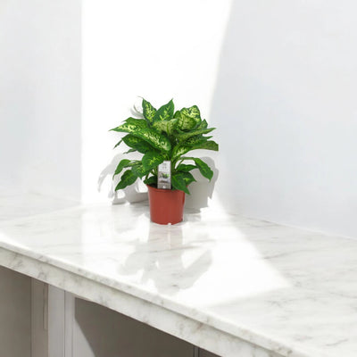 Dieffenbachia 'Compacta'