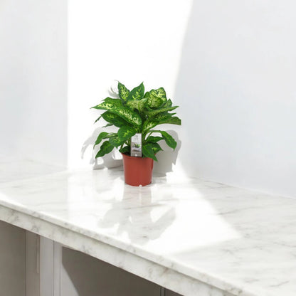 Dieffenbachia 'Compacta'