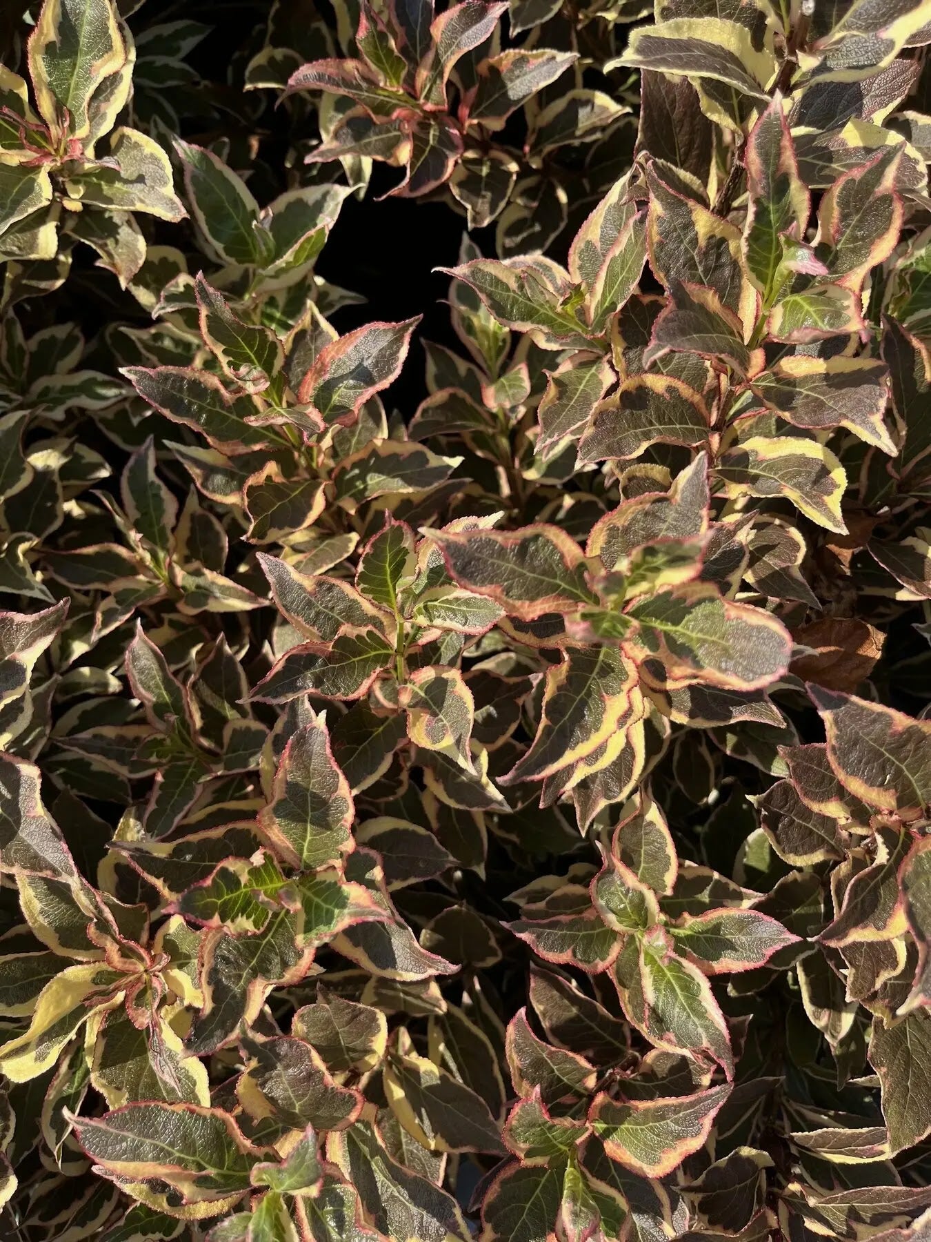 Weigela florida 'Monet'