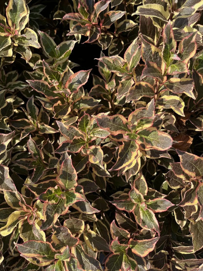 Weigela florida 'Monet'