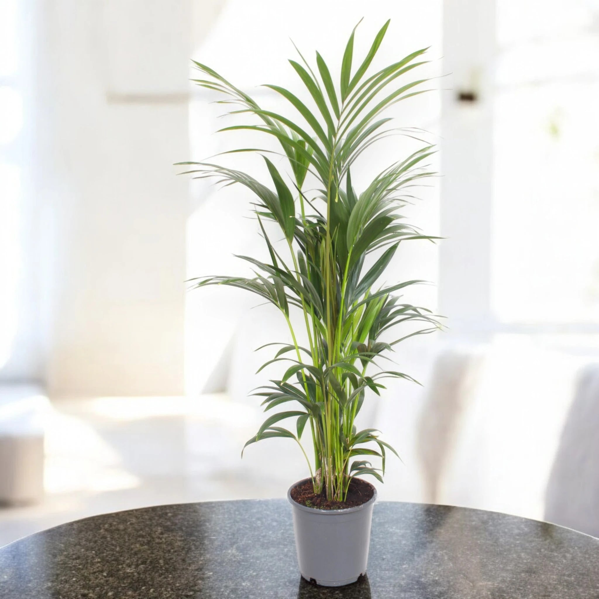 Dettaglio fronde pennate della Kentia, foglie verdi lucide tipiche della Howea forsteriana