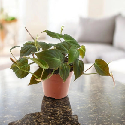Philodendron scandens