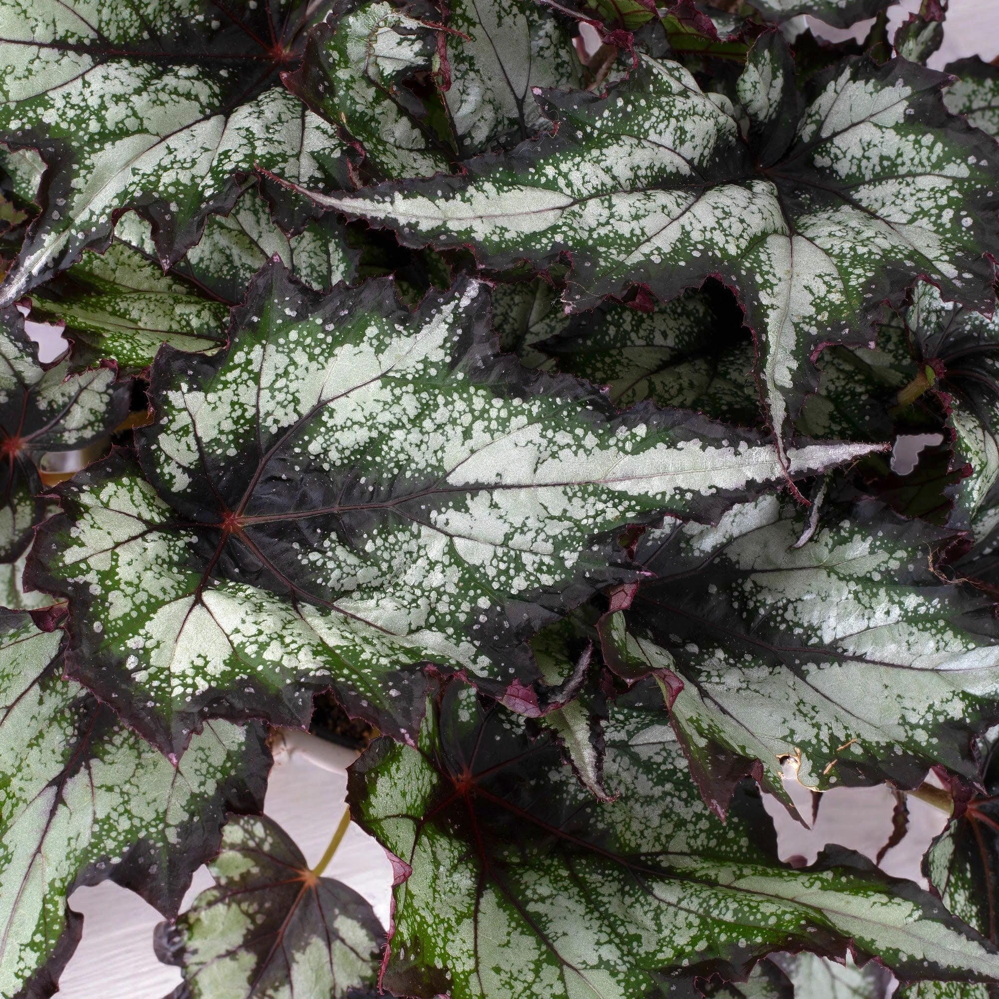Begonia rex 'Green Valley'