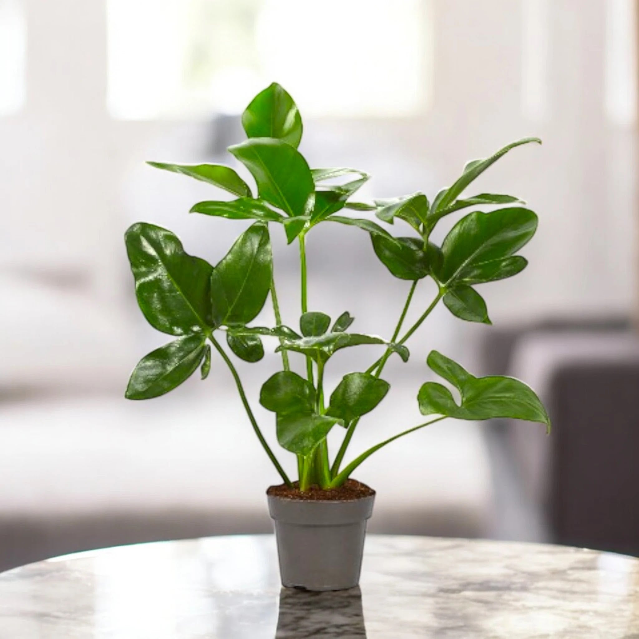 Philodendron 'Fun bun' Green wonder