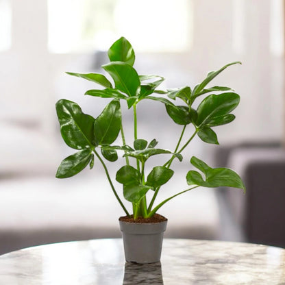 Philodendron 'Fun bun' Green wonder