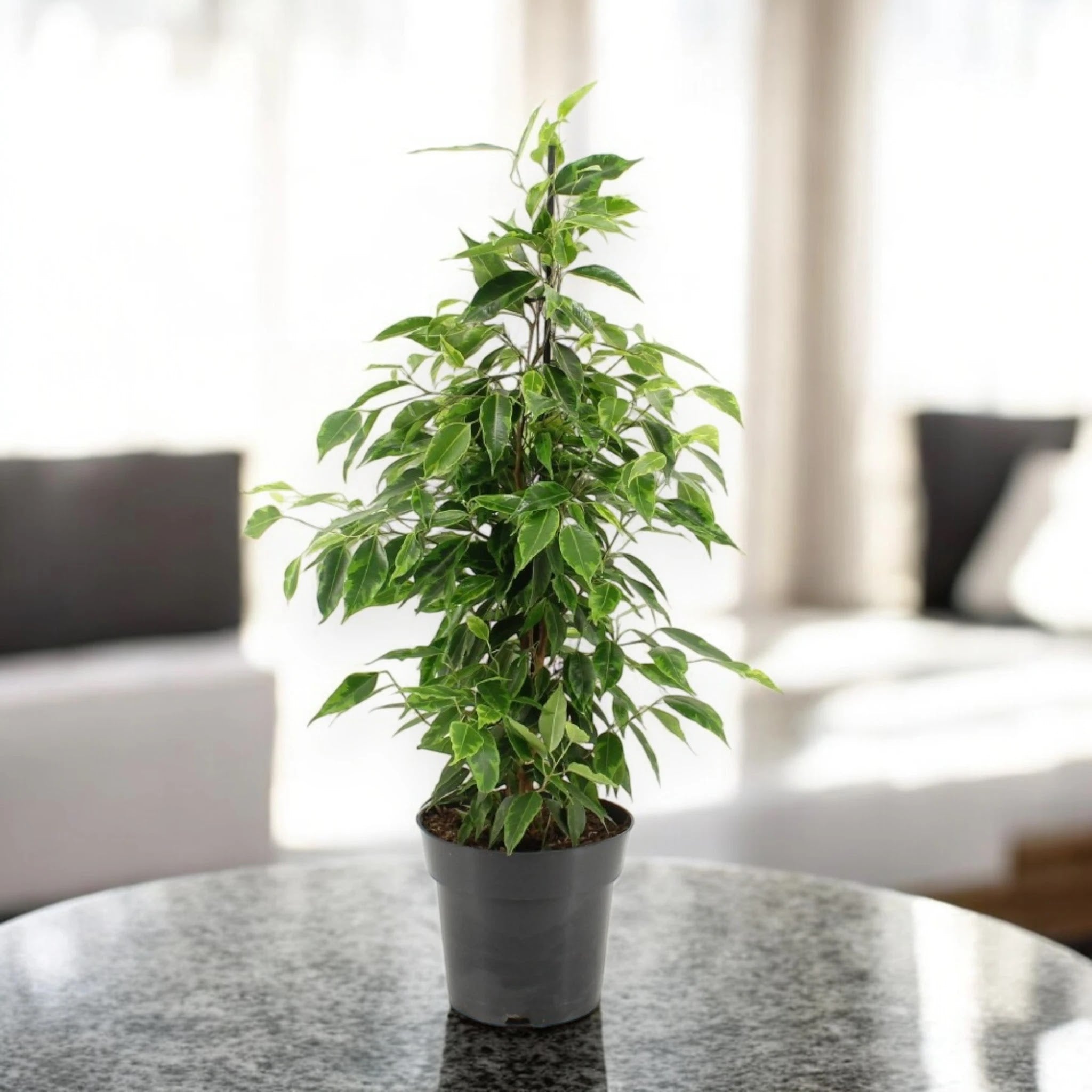 Ficus benjamina 'Anastasia'