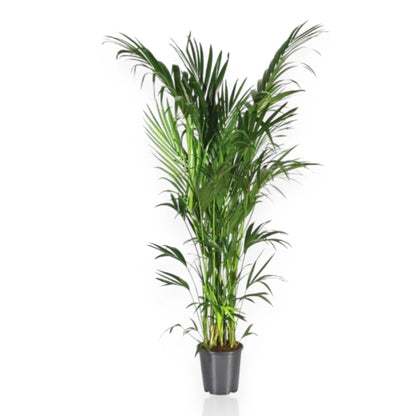 Howea forsteriana (Kentia)