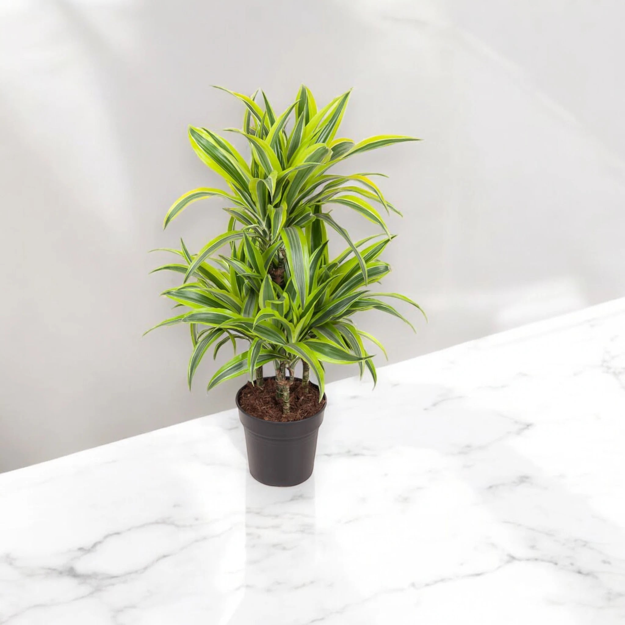Dracaena fragrans 'Lemon Lime'