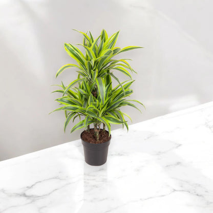 Dracaena fragrans 'Lemon Lime'