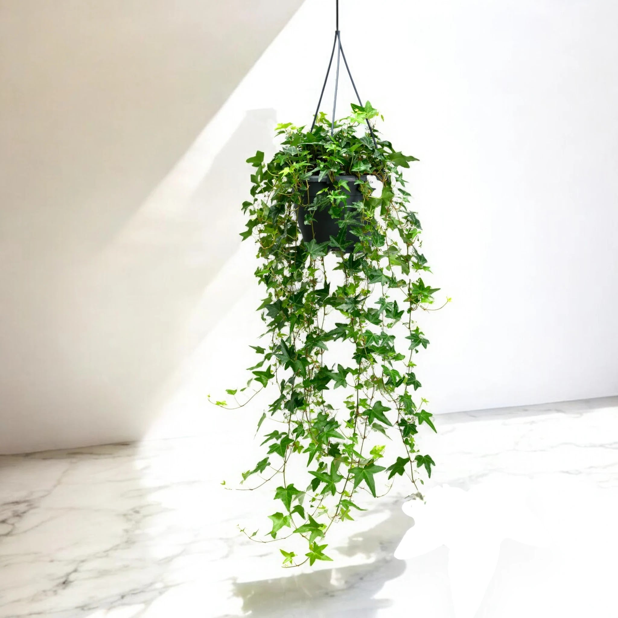 Edera - Hedera helix 'Jacobine'