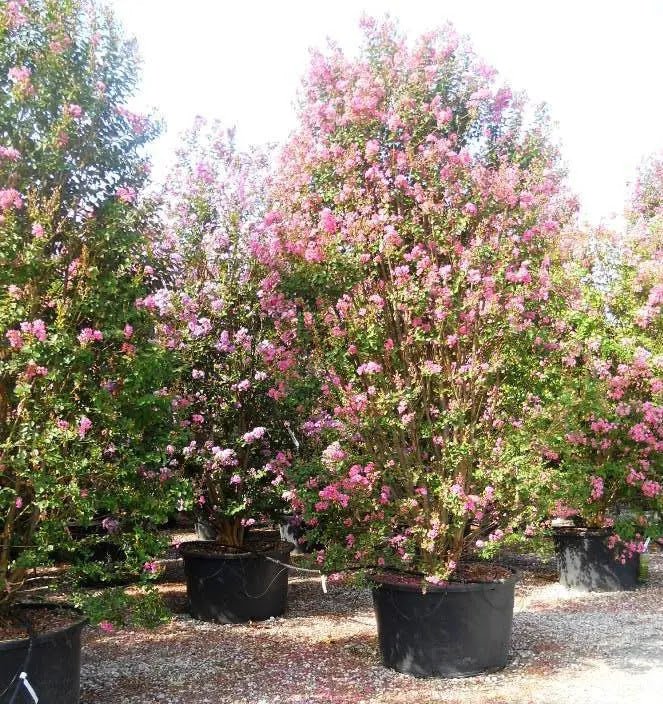Lagerstroemia indica Rosea con fioritura rosa in giardino estivo, portamento espanso naturale
