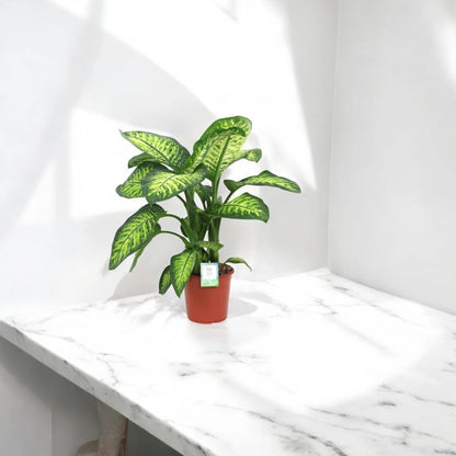 Dieffenbachia seguine 'Lemon tropic'