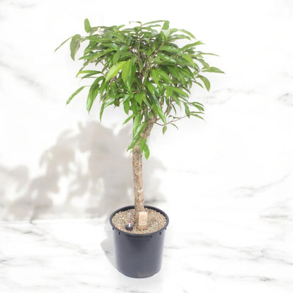 Ficus binnendijkii 'Amstel king'
