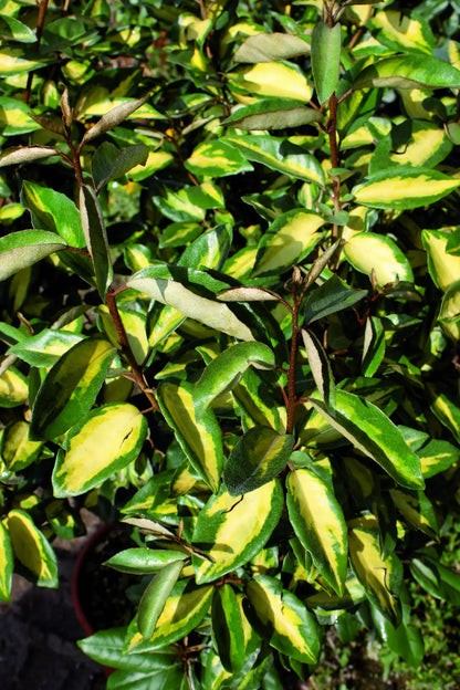 Elaeagnus ebbingei Limelight arbusto sempreverde con foglie variegate giallo-verdi in giardino