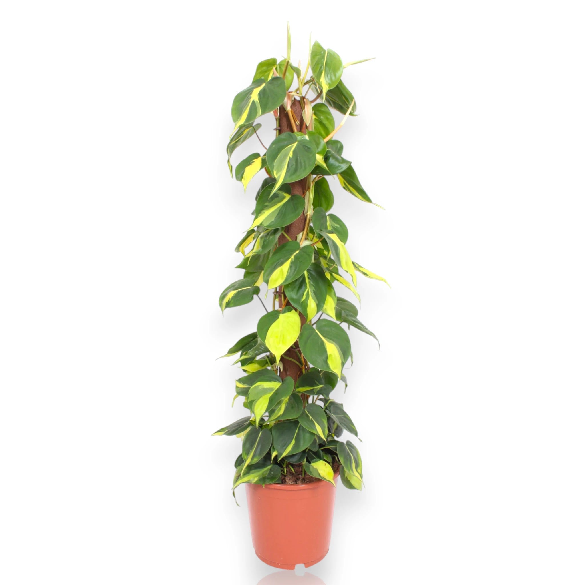 Philodendron scandens con lunghi tralci ricadenti e foglie a cuore verde brillante in vaso da interno