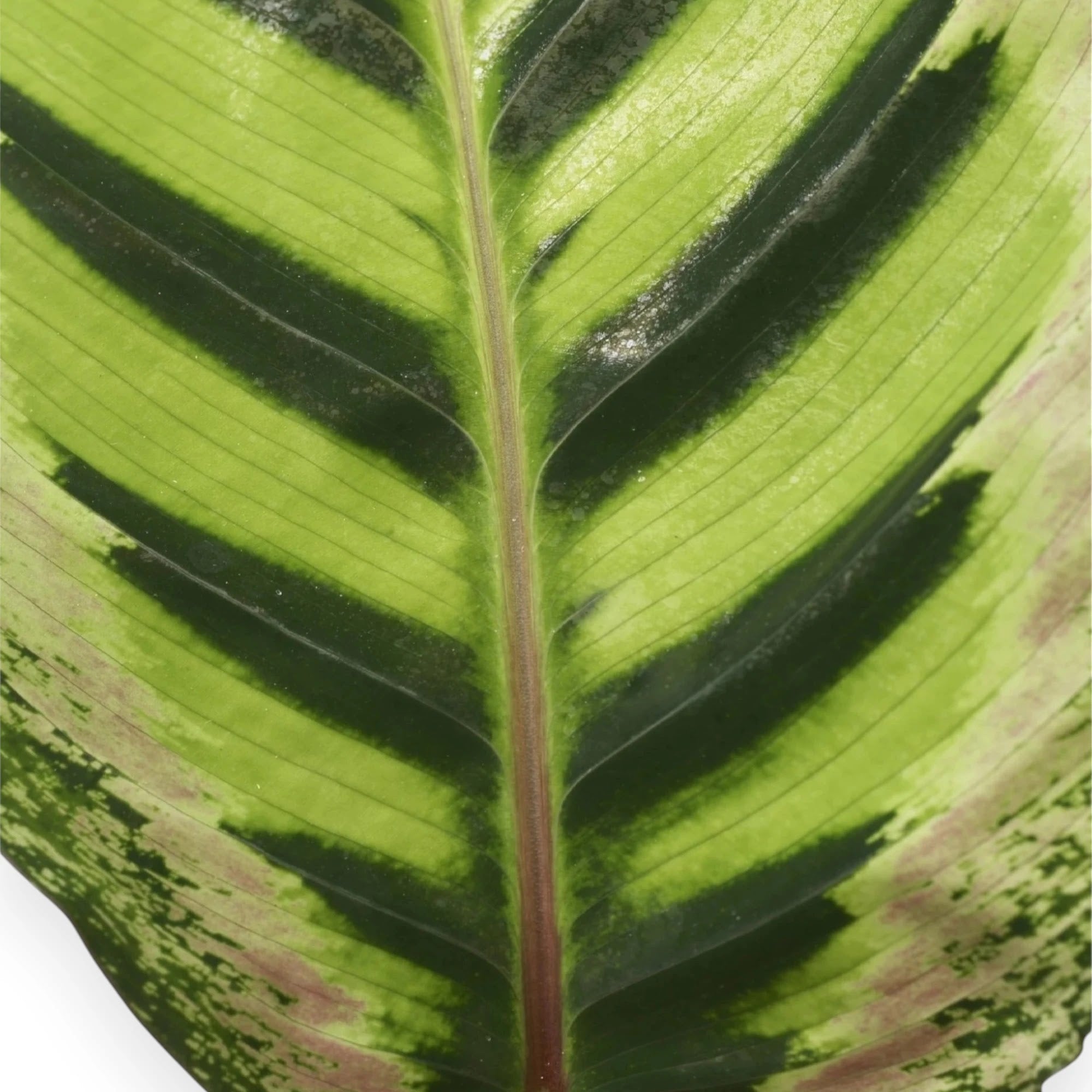 Calathea roseopicta 'Angela'