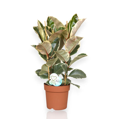Ficus elastica 'Tineke'