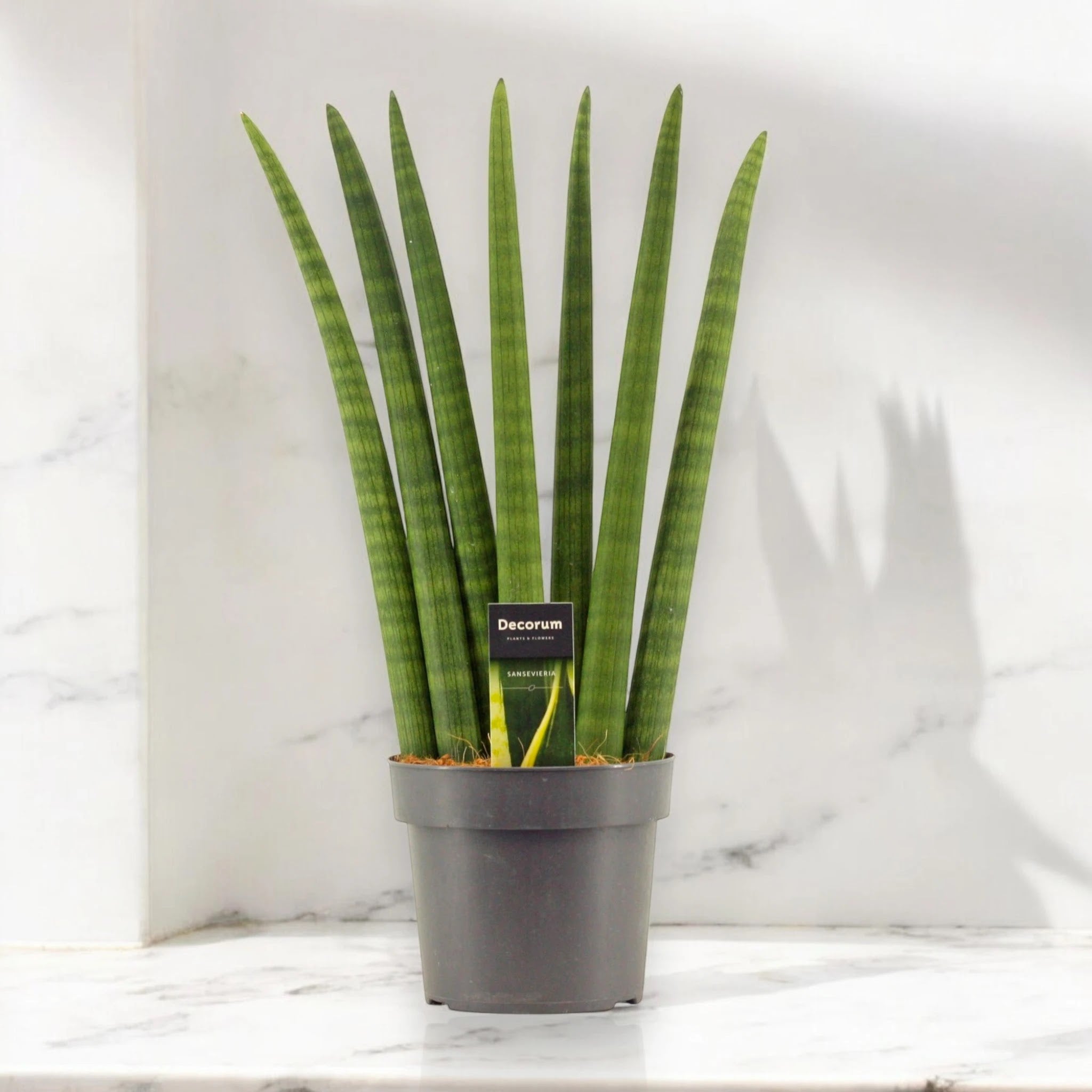 Sansevieria cylindrica 'Fan'