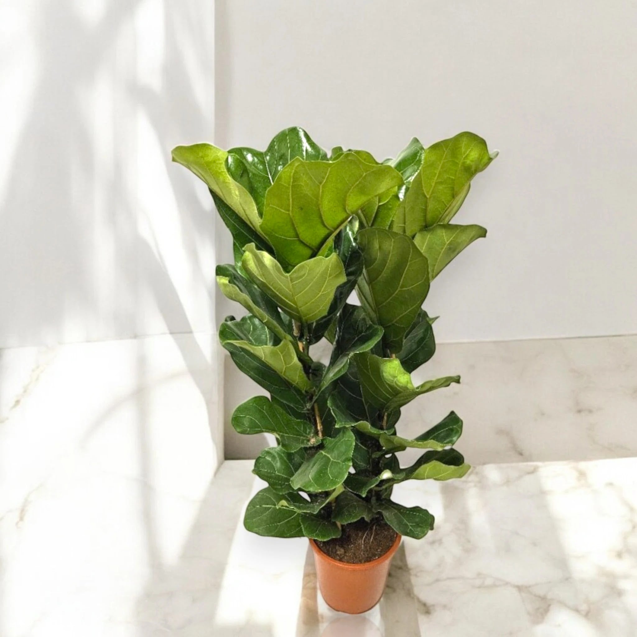 Ficus lyrata