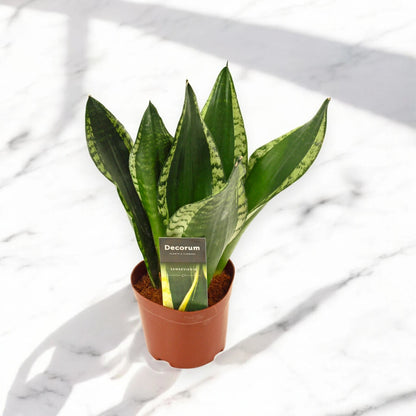 Sansevieria trifasciata 'Silver Flame'