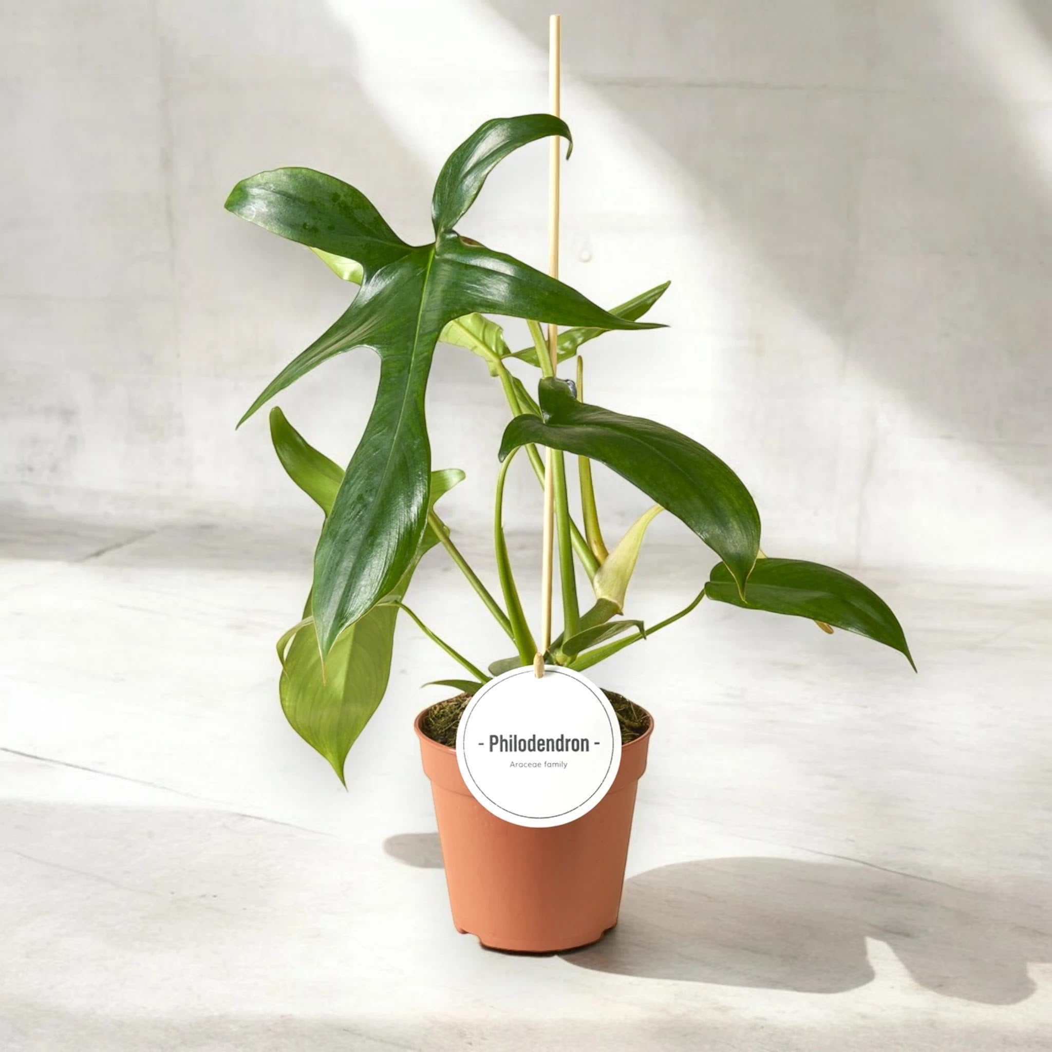 Philodendron 'Gladhands'