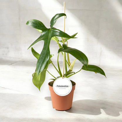 Philodendron 'Gladhands'
