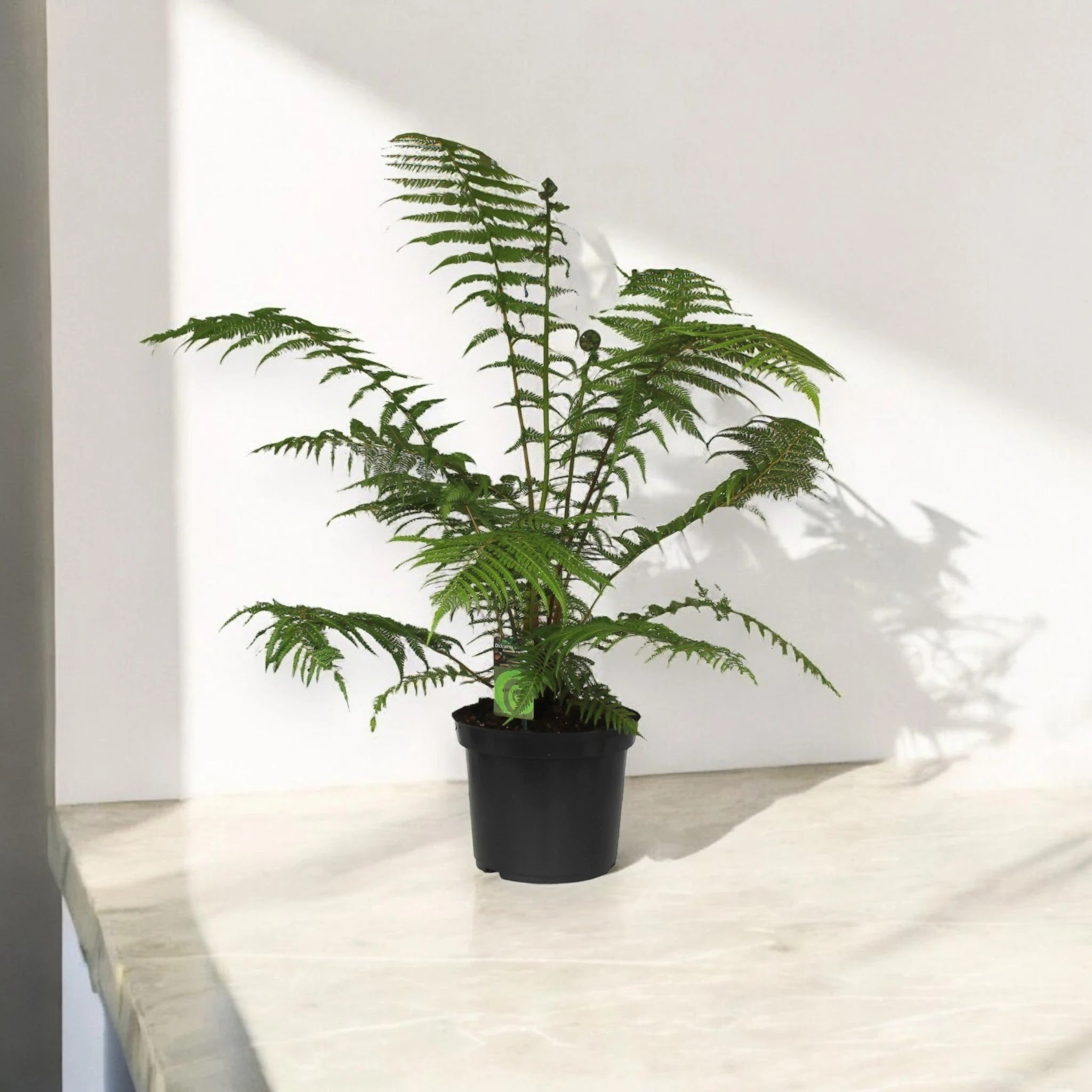 Dicksonia antarctica