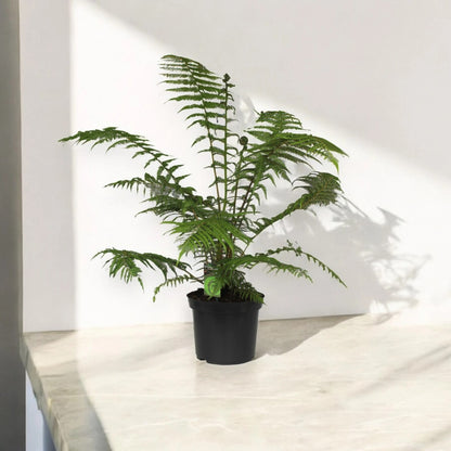 Dicksonia antarctica
