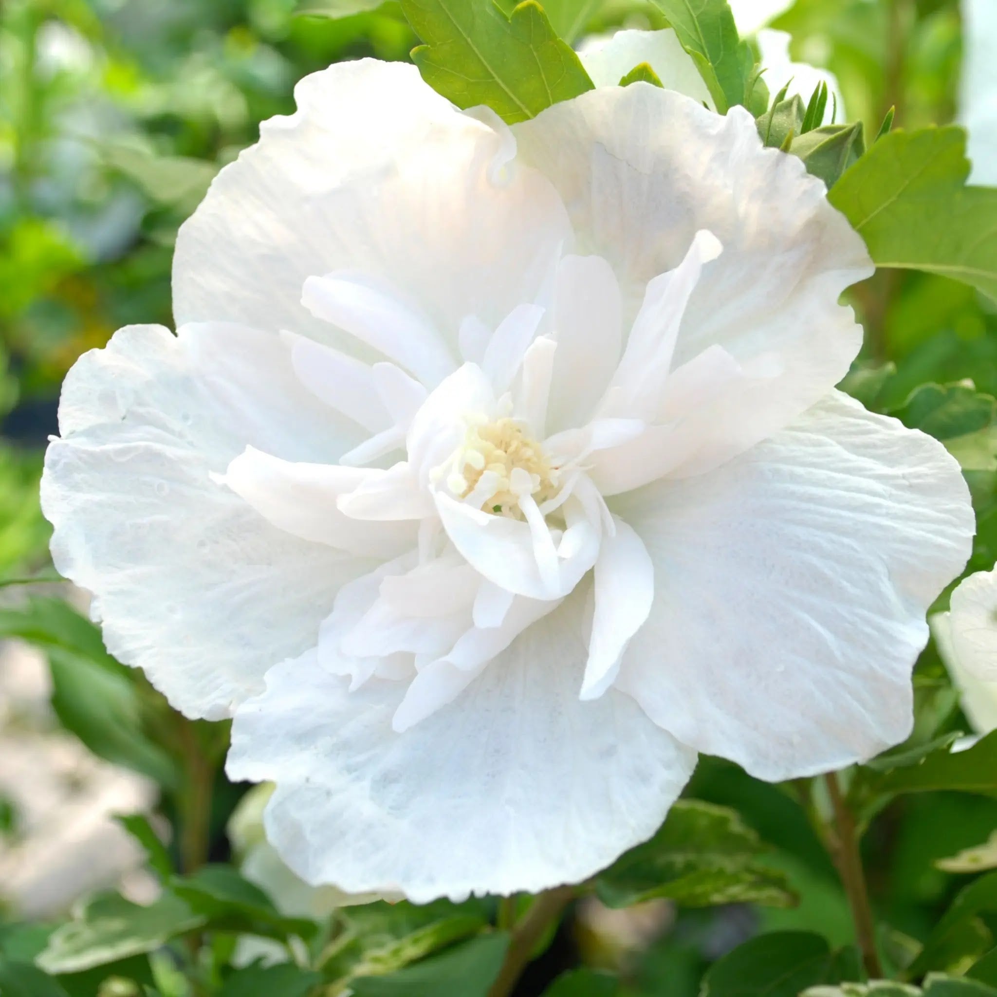 Hibiscus syriacus White Chiffon arbusto fiorito con numerosi fiori doppi bianchi in giardino estivo