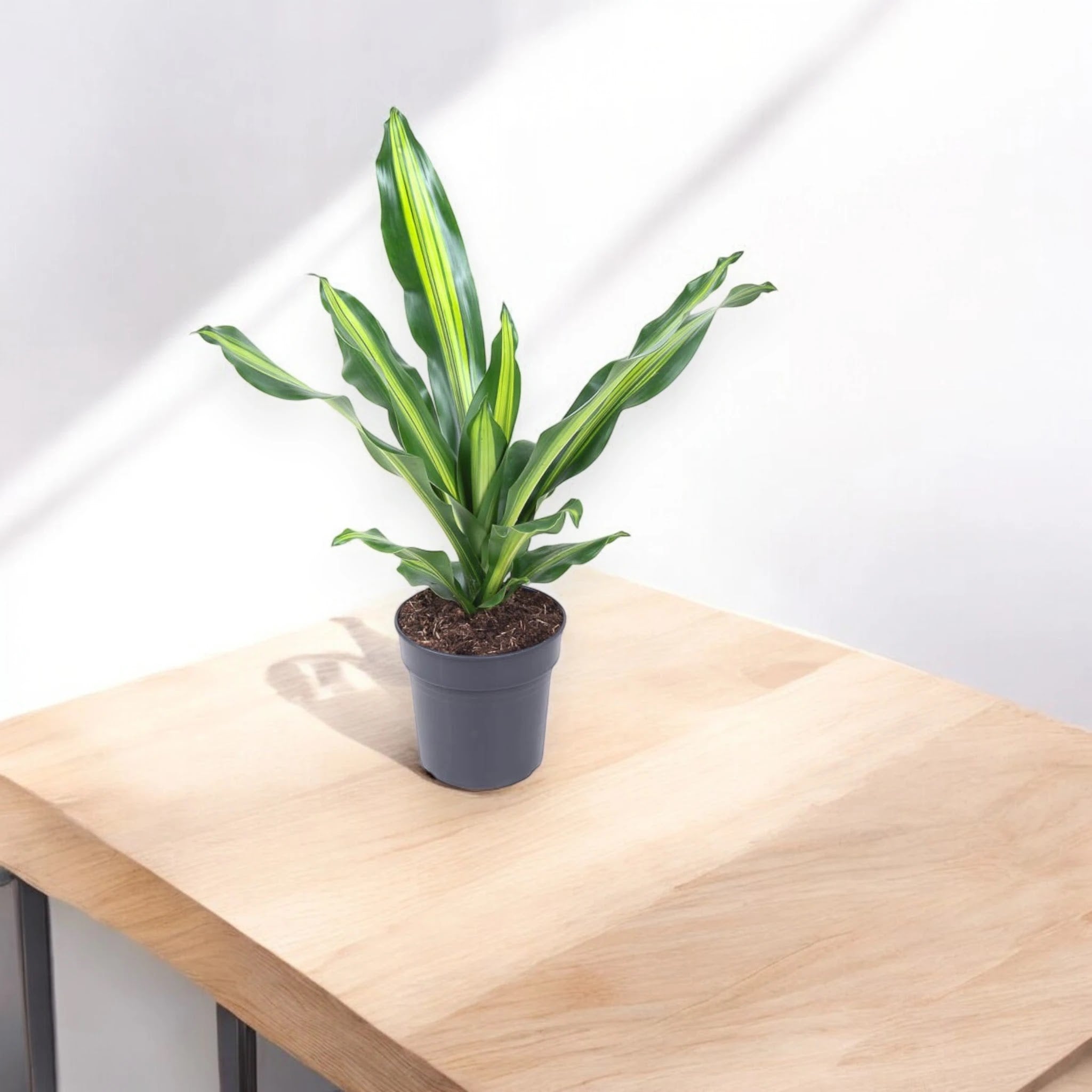 Dracaena fragrans 'Burley'
