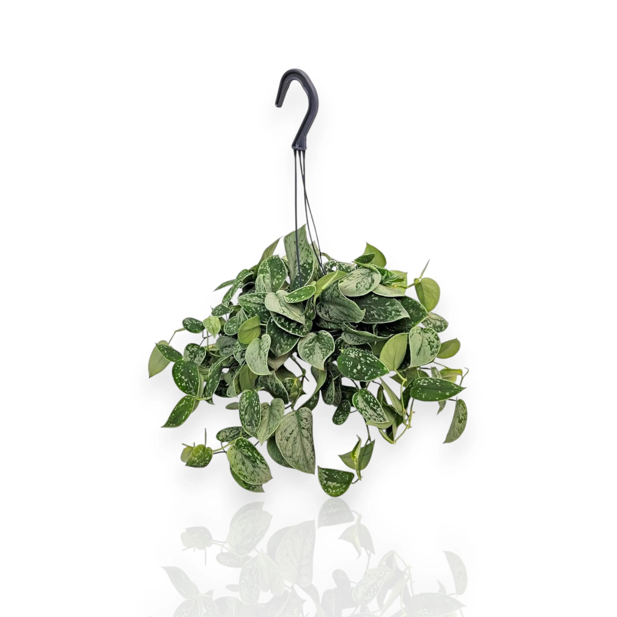 Scindapsus pictus Silvery Ann con lunghi tralci ricadenti e foglie verdi con variegature argentate in vaso