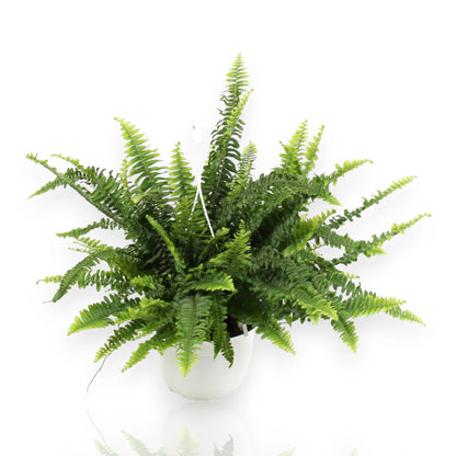 Nephrolepis exaltata 'Sonata'