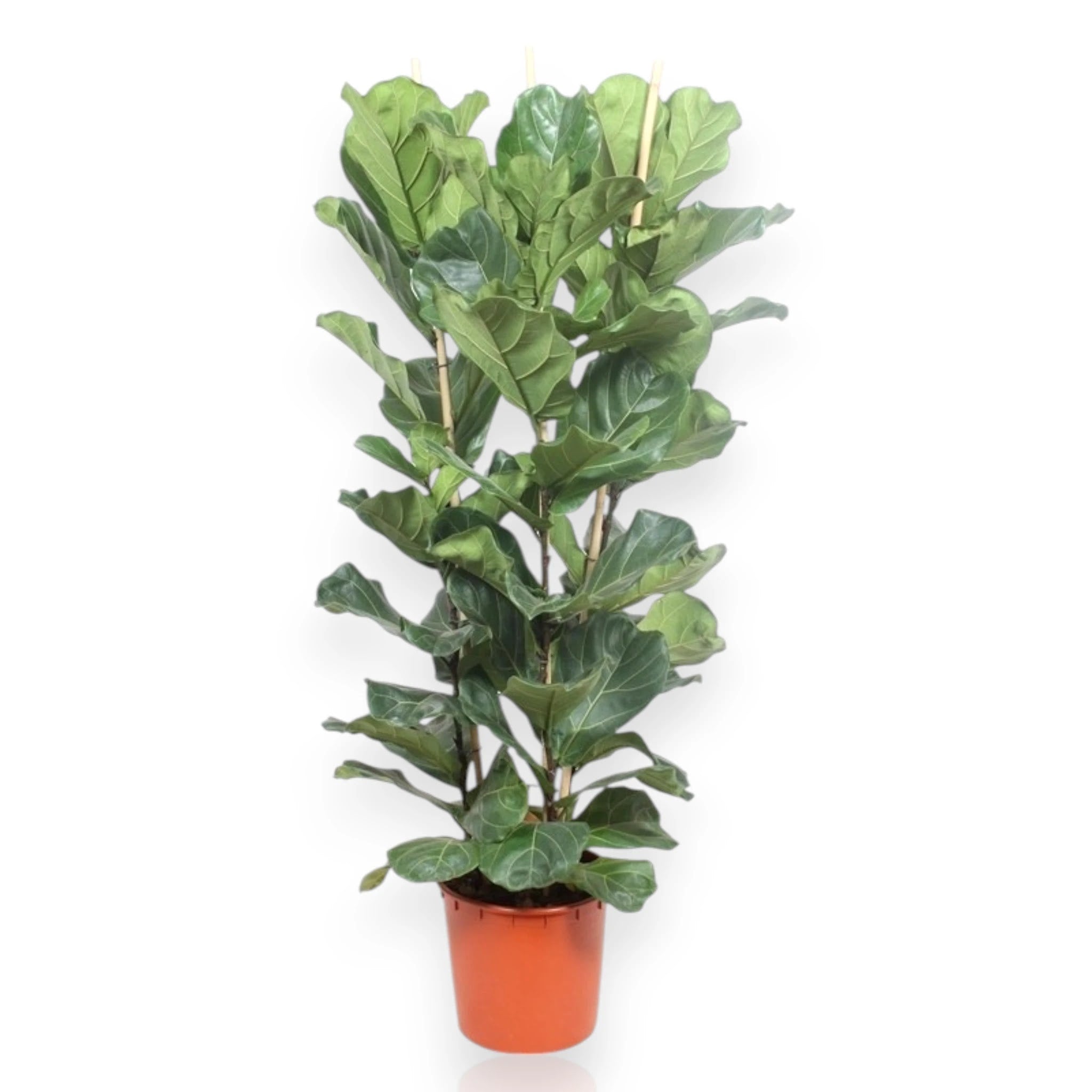 Ficus lyrata