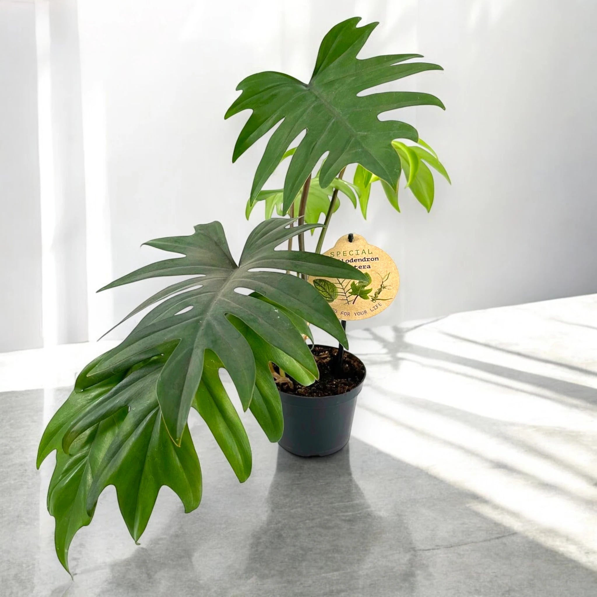 Philodendron 'Mayoi'