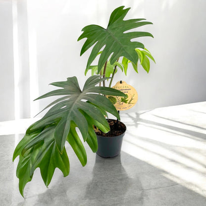 Philodendron 'Mayoi'