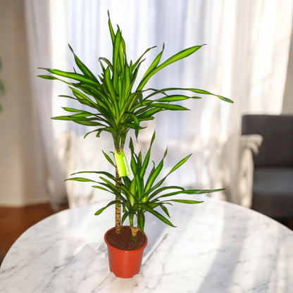 Dracaena fragrans 'Riki'