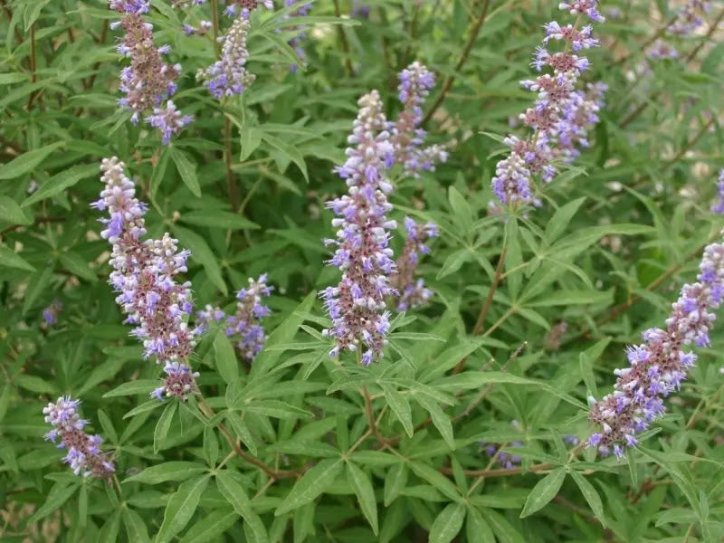 Dettaglio spighe rosa chiaro e fogliame verde-grigiastro rugoso di Vitex Galactic Pink