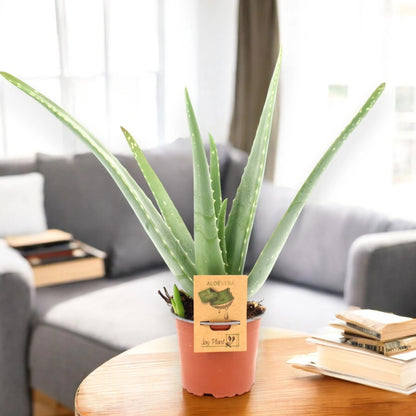 Aloe vera